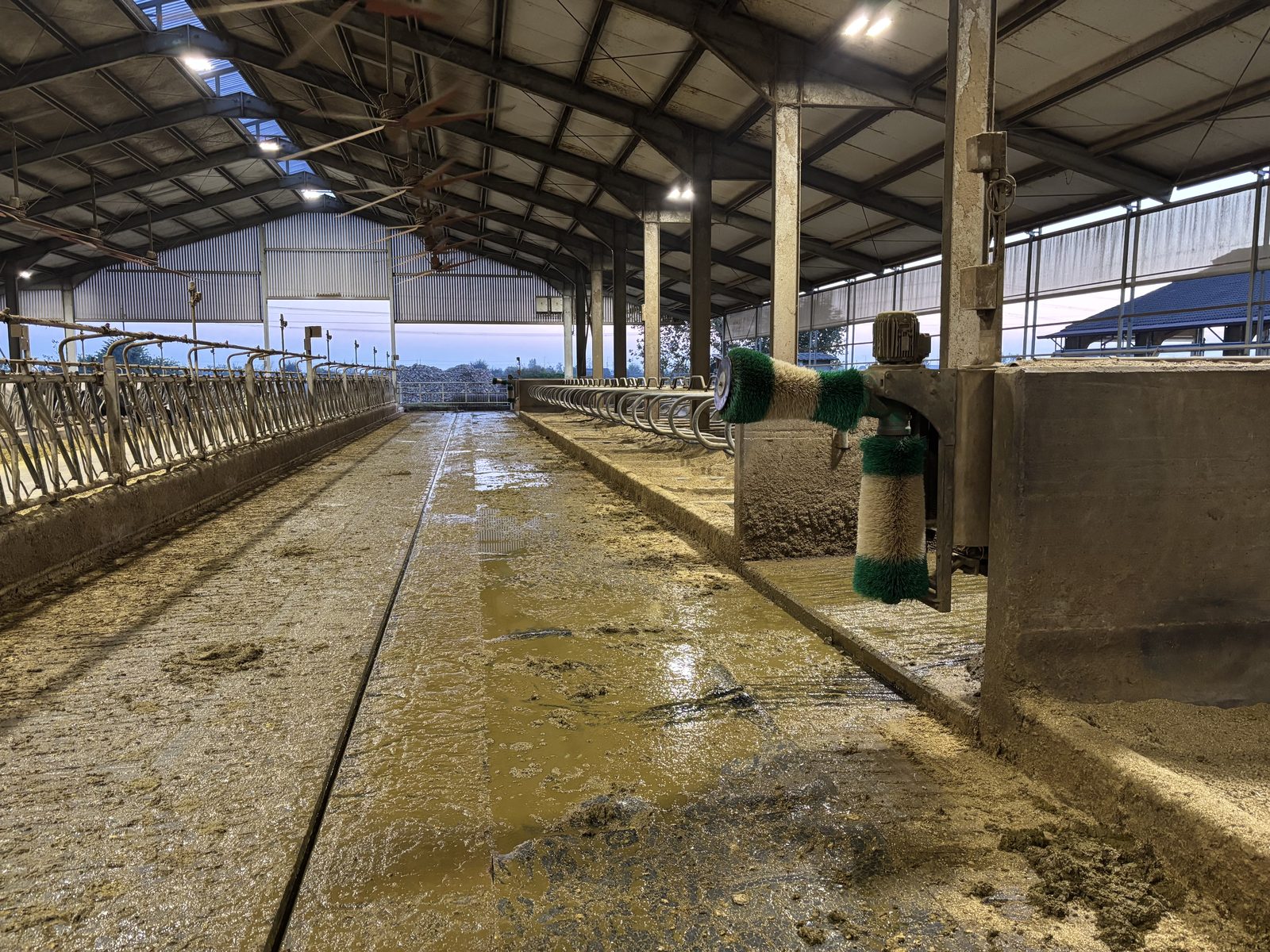 Spazzole automatiche per le vacche lungo la corsia